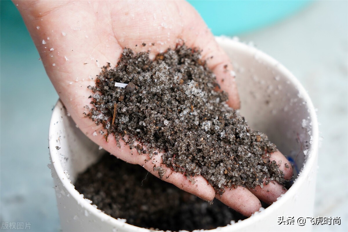 从零开始学养花蟹爪兰的养护方法,40种常见植物养护法让你养花不愁