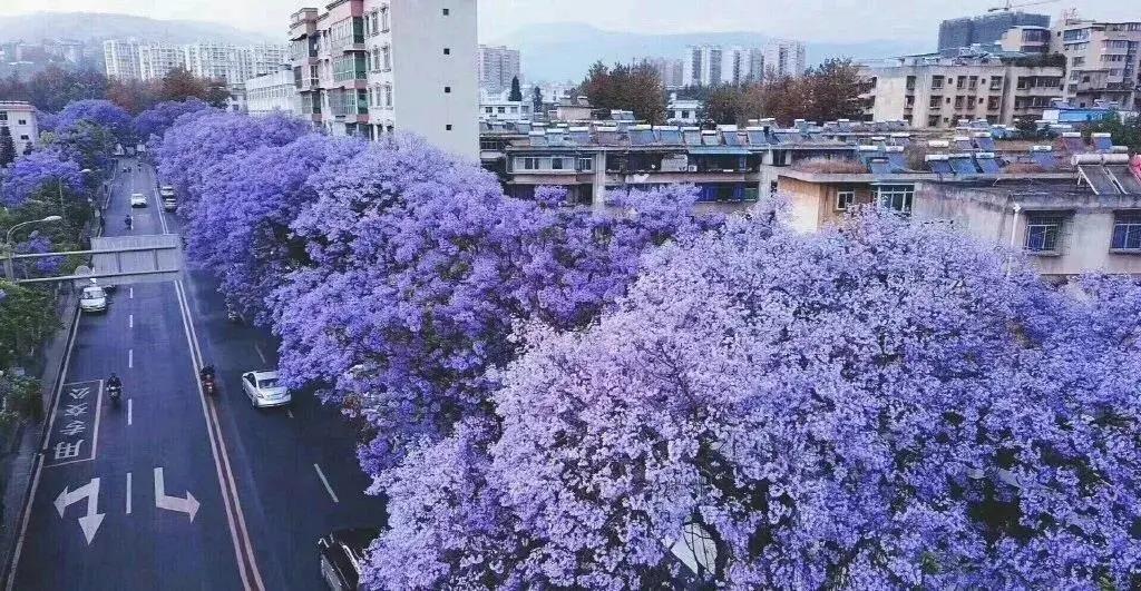 蓝花楹西昌航天北路公交车,蓝花楹卫星宾馆