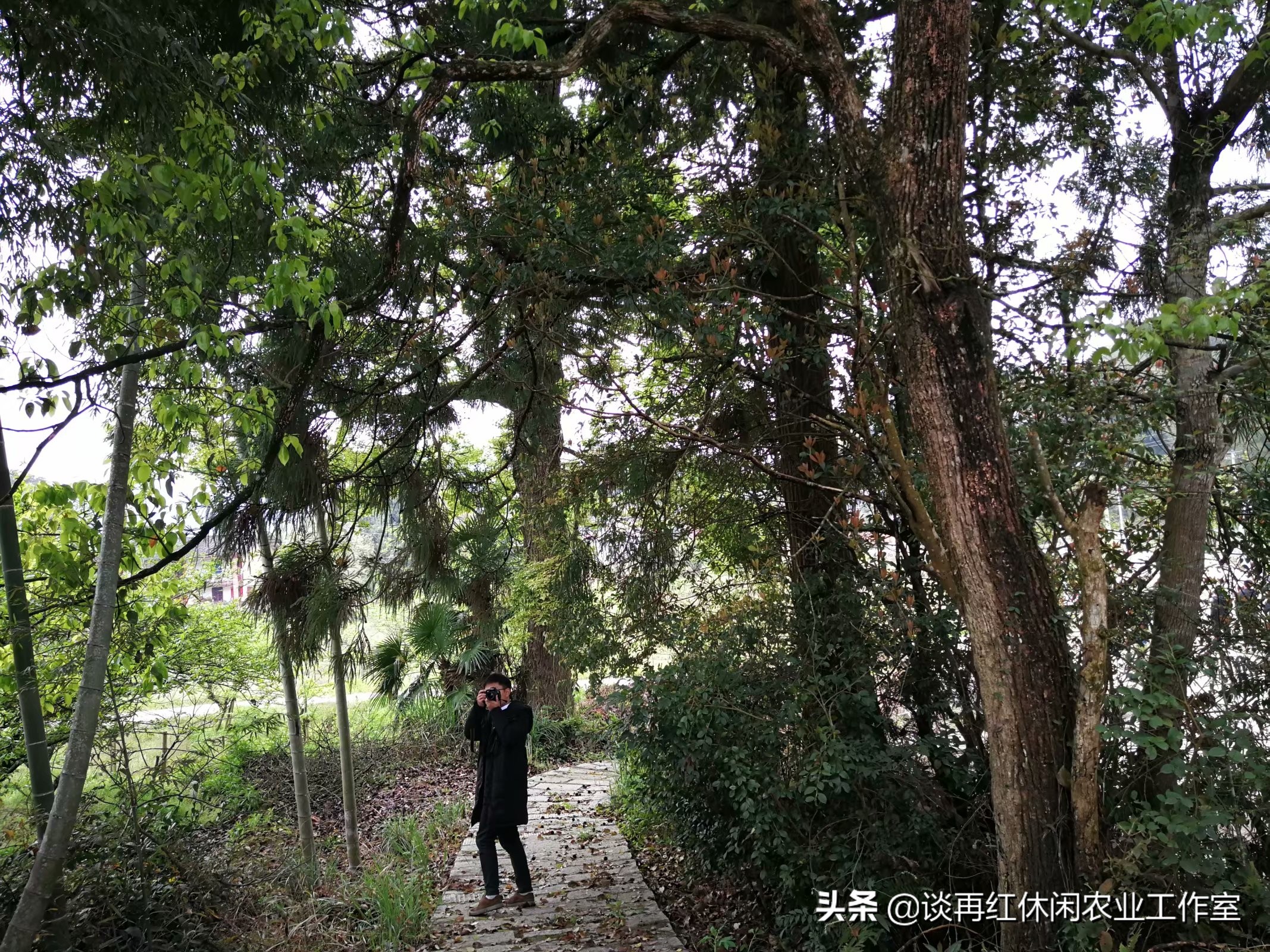 鱼树栽屋前好还是屋后好,阳宅不宜栽什么树