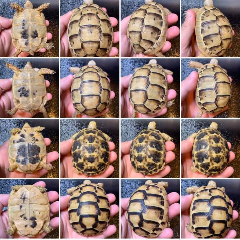 欧洲陆龟排酸吗,欧洲陆龟的图片