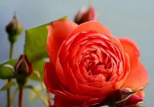 给大家介绍一下玫瑰品种,玫瑰的品种及特点介绍