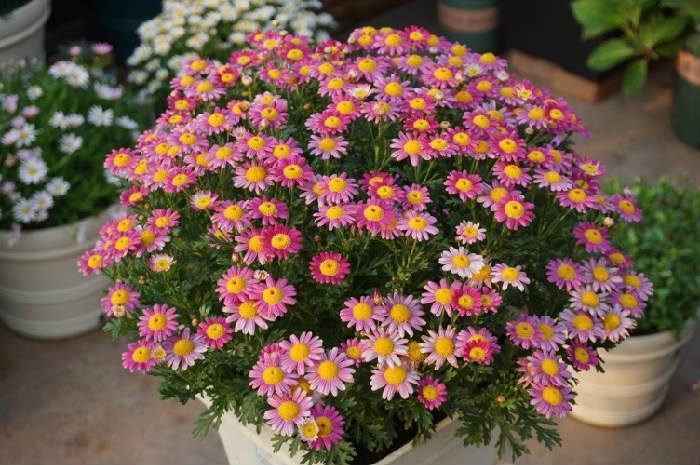 十大名贵花卉家庭盆栽易养活,5款艳美的花卉盆栽