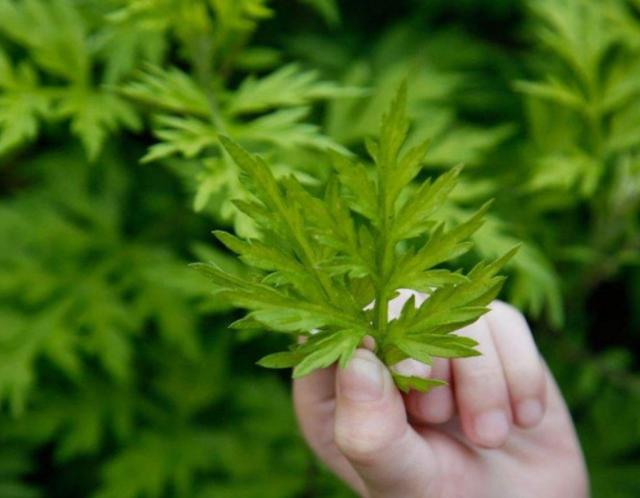 频繁用艾叶水泡脚的坏处,中年人可以长期用艾叶水泡脚吗