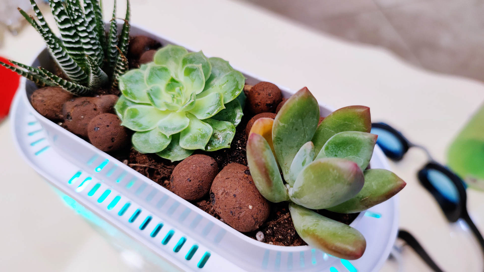 透明小型鱼缸可以养鱼吗,小型鱼缸养鱼知识