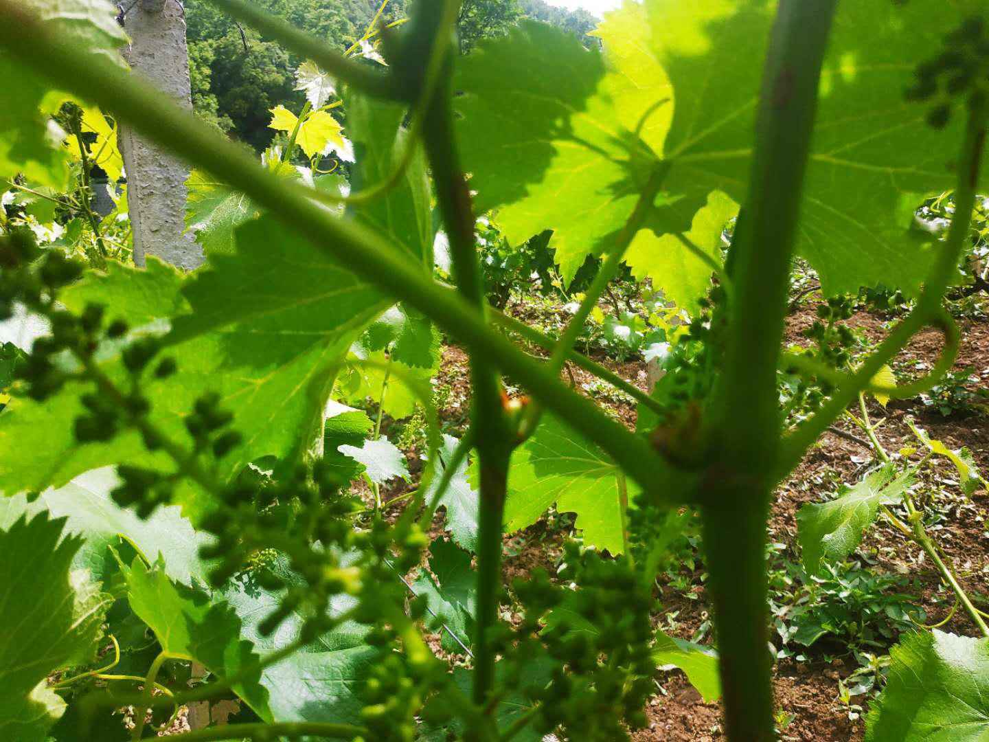 葡萄倒春寒多少度能形成冻害,葡萄休眠前白粉病怎么办