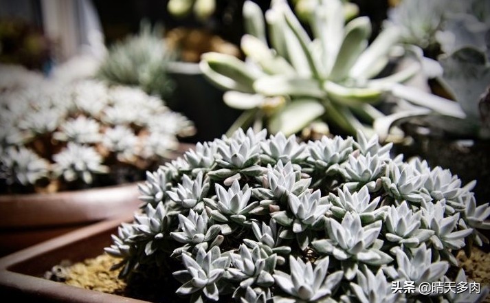 你看花如雪如霜白璧无瑕——多肉仙女杯大集合