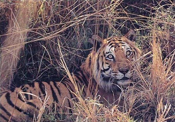 猛兽的温柔！浅谈老虎是如何将一窝子女拉扯大的