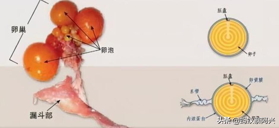 为什么母鸡，不需要公鸡也能自己排卵生蛋？专家：其实道理很简单