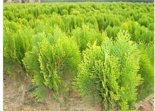 生命之树的故事,生命之树的故事哲学