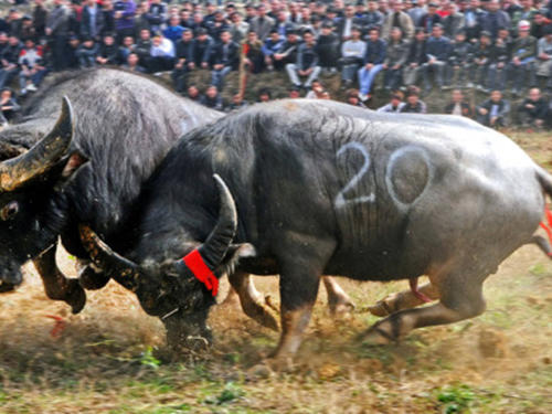 广西往年斗牛视频,广西斗牛比赛全集