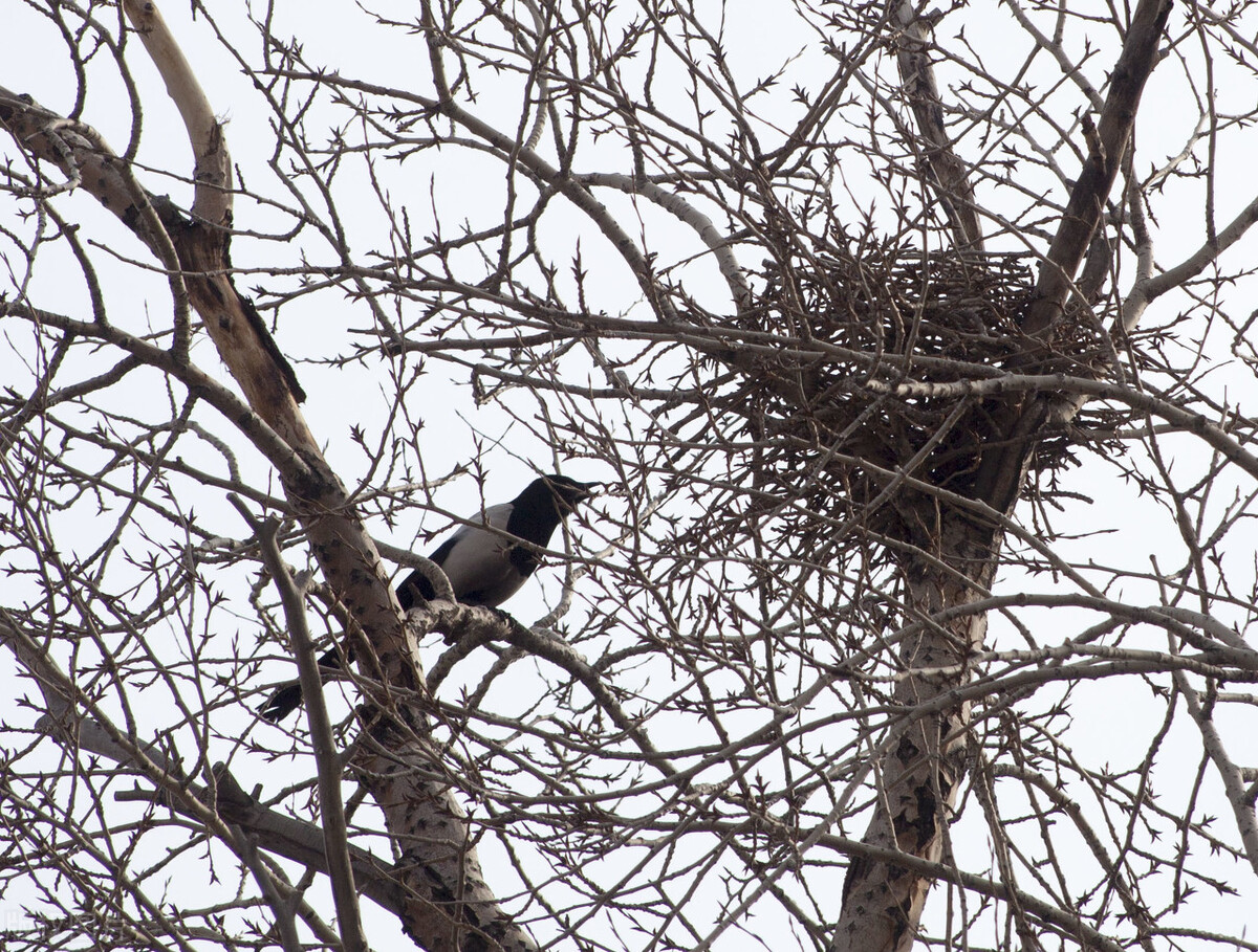如何饲养从树上掉下来的小喜鹊？这样做百分之百成活