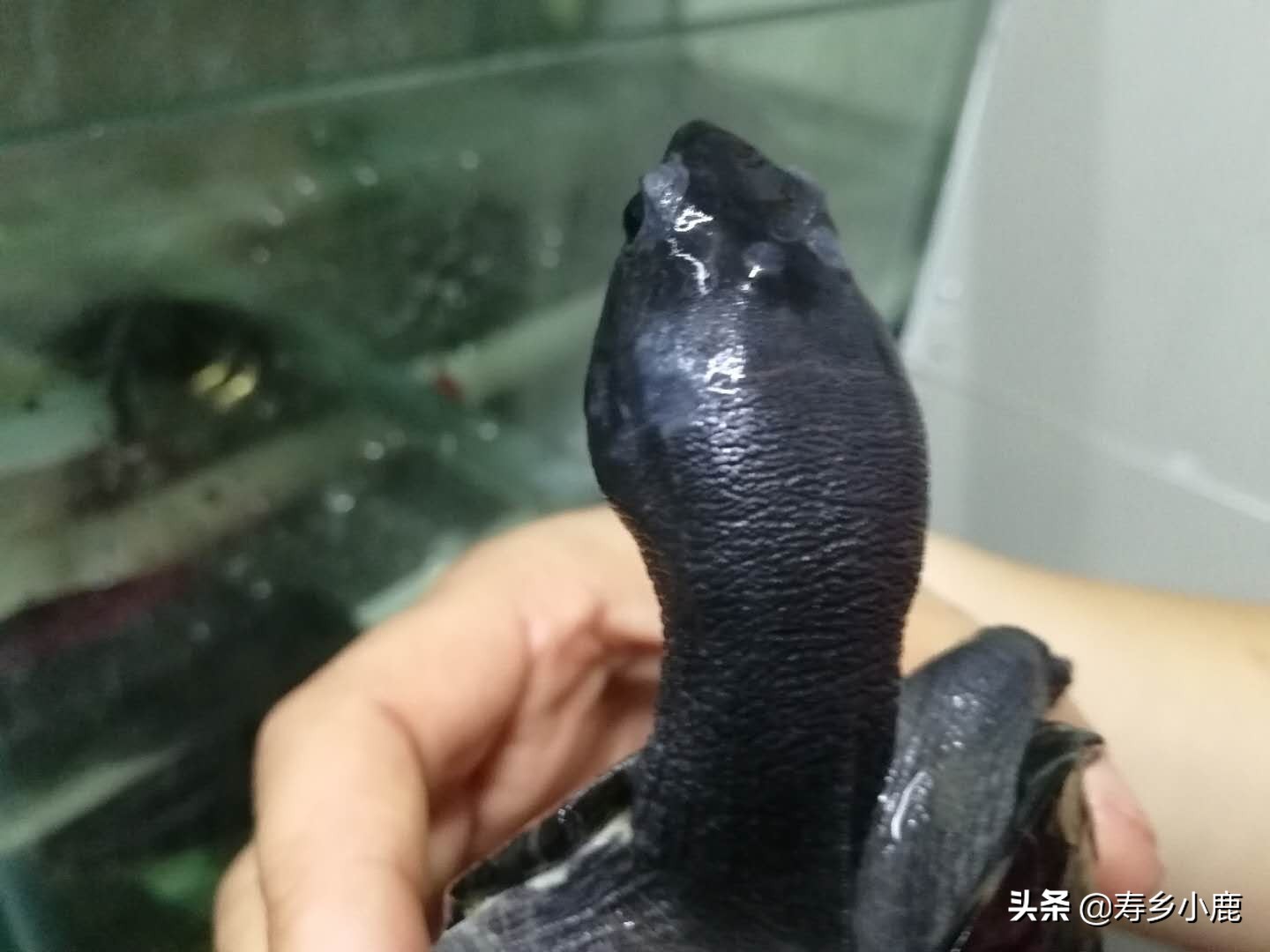 龟有白眉眼怎么办,龟起白毛什么病