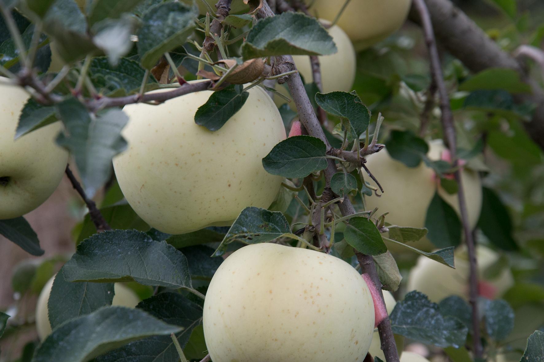 冰雹对今年红富士苹果的影响,大风沙尘降温对红富士苹果的影响