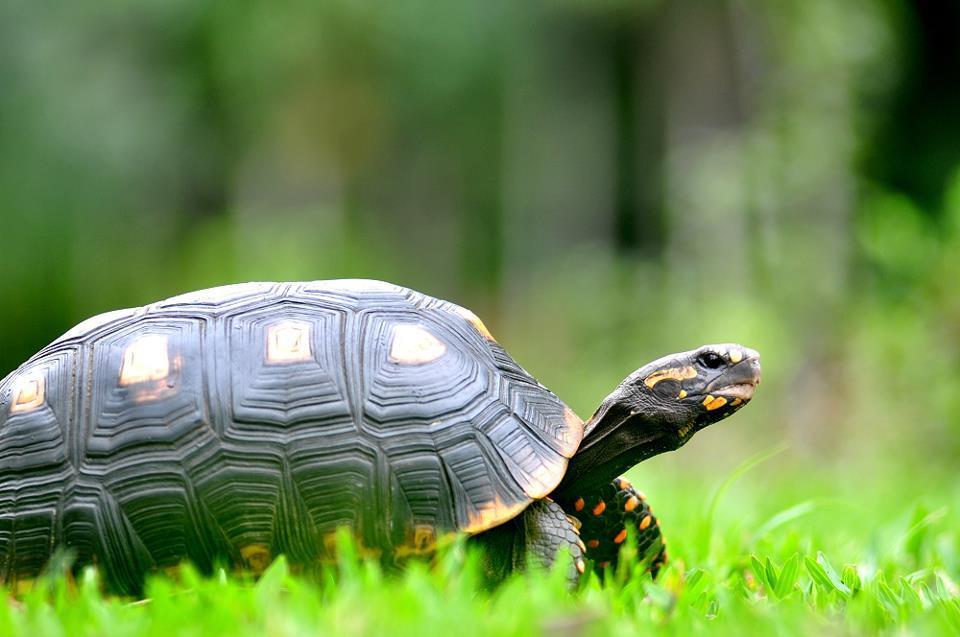 陆龟为什么不能喂高蛋白,陆龟的护理和注意事项