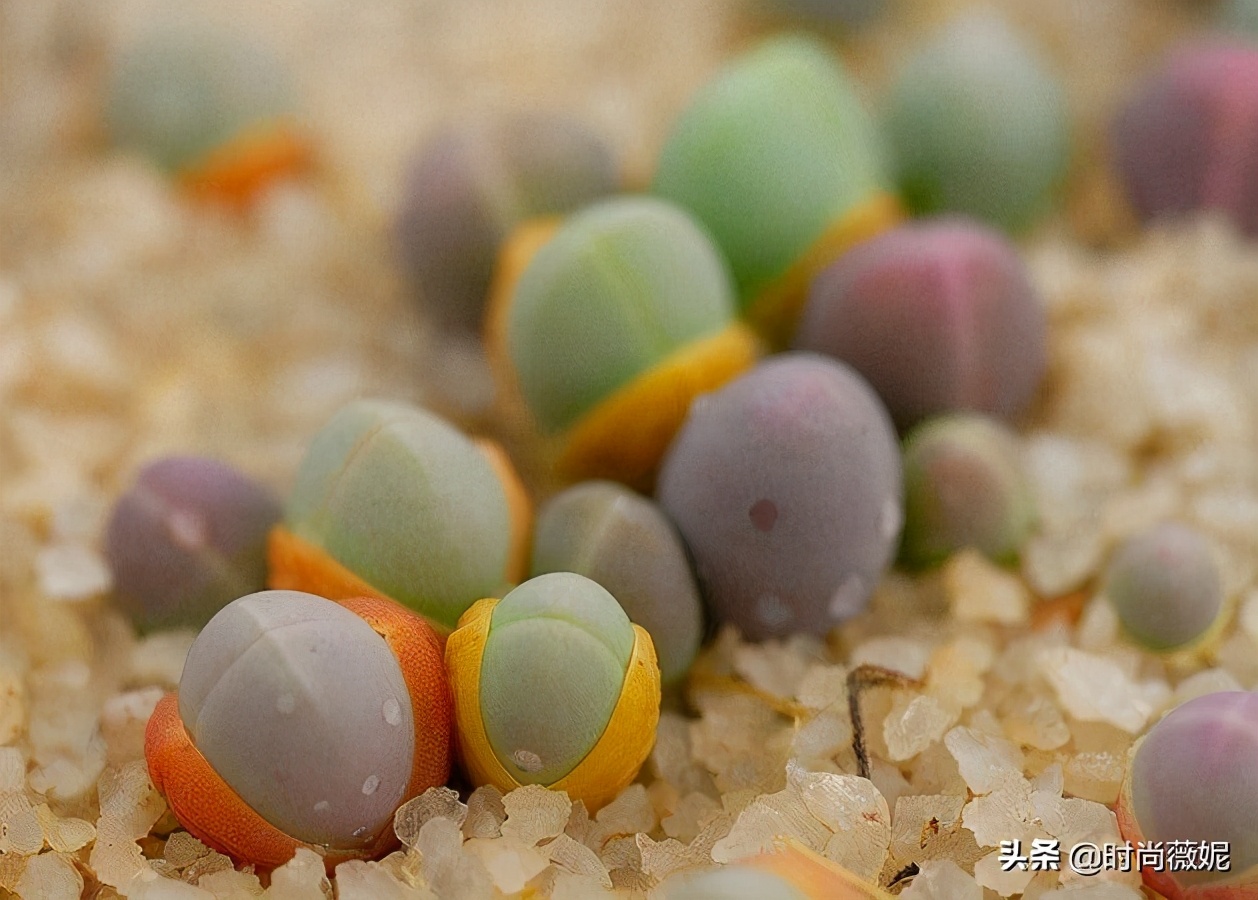 生石花扒皮好还是蜕皮好,生石花蜕皮的正确方法