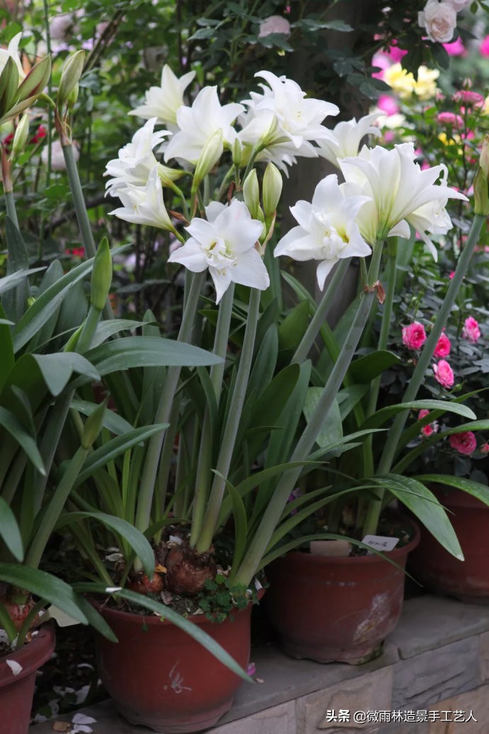 朱顶红阿弗雷爆盆,朱顶红多大口径盆合适