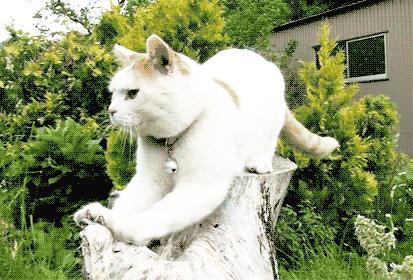 怎样挑选猫抓板,什么板材适合做猫抓板