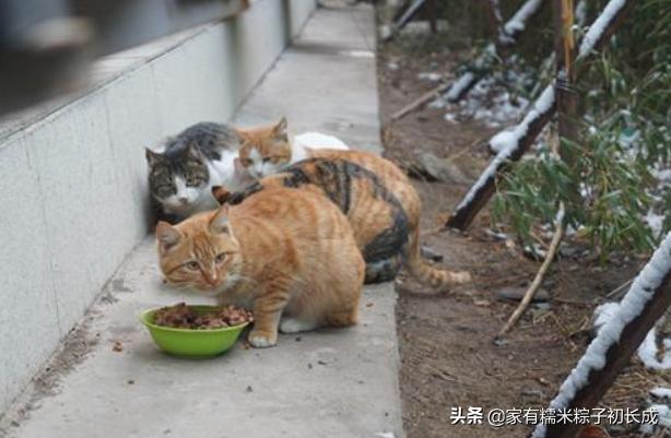 想购买猫咪在哪里购买比较好,购买猫咪一般在网上哪里卖