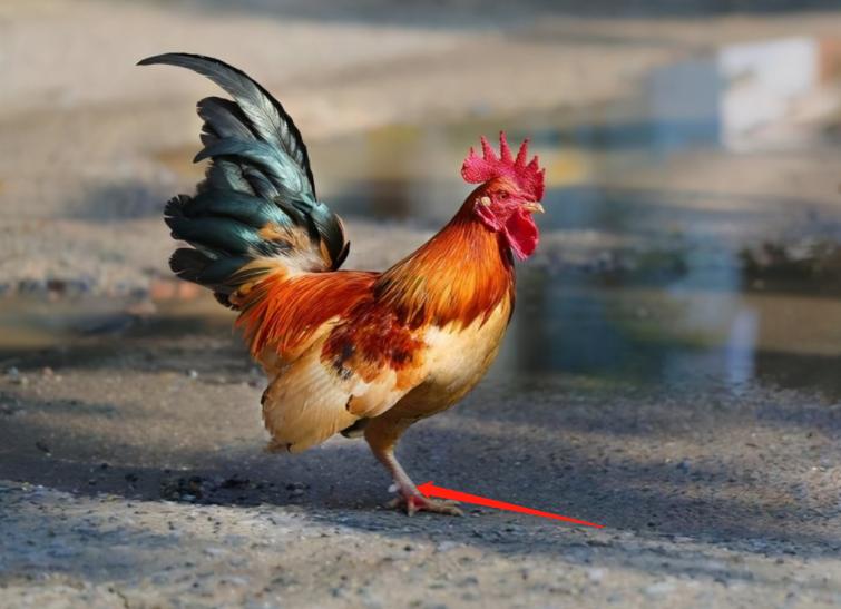 五毒之一的蜈蚣为什么怕公鸡,为什么五毒之一的蜈蚣会害怕公鸡