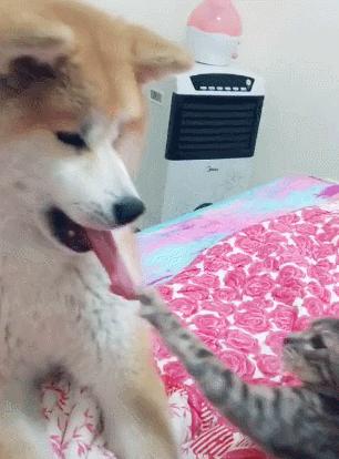 千万别对狗狗做这样的事,不要对狗狗做的14件事