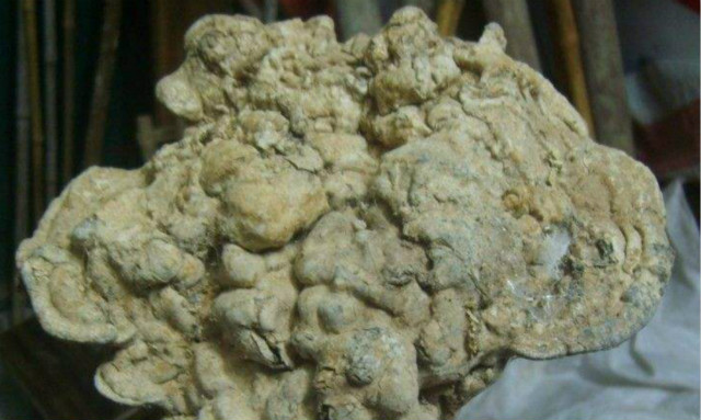 坟墓上长的棺材菌,棺材里长的白色菌有什么医疗作用