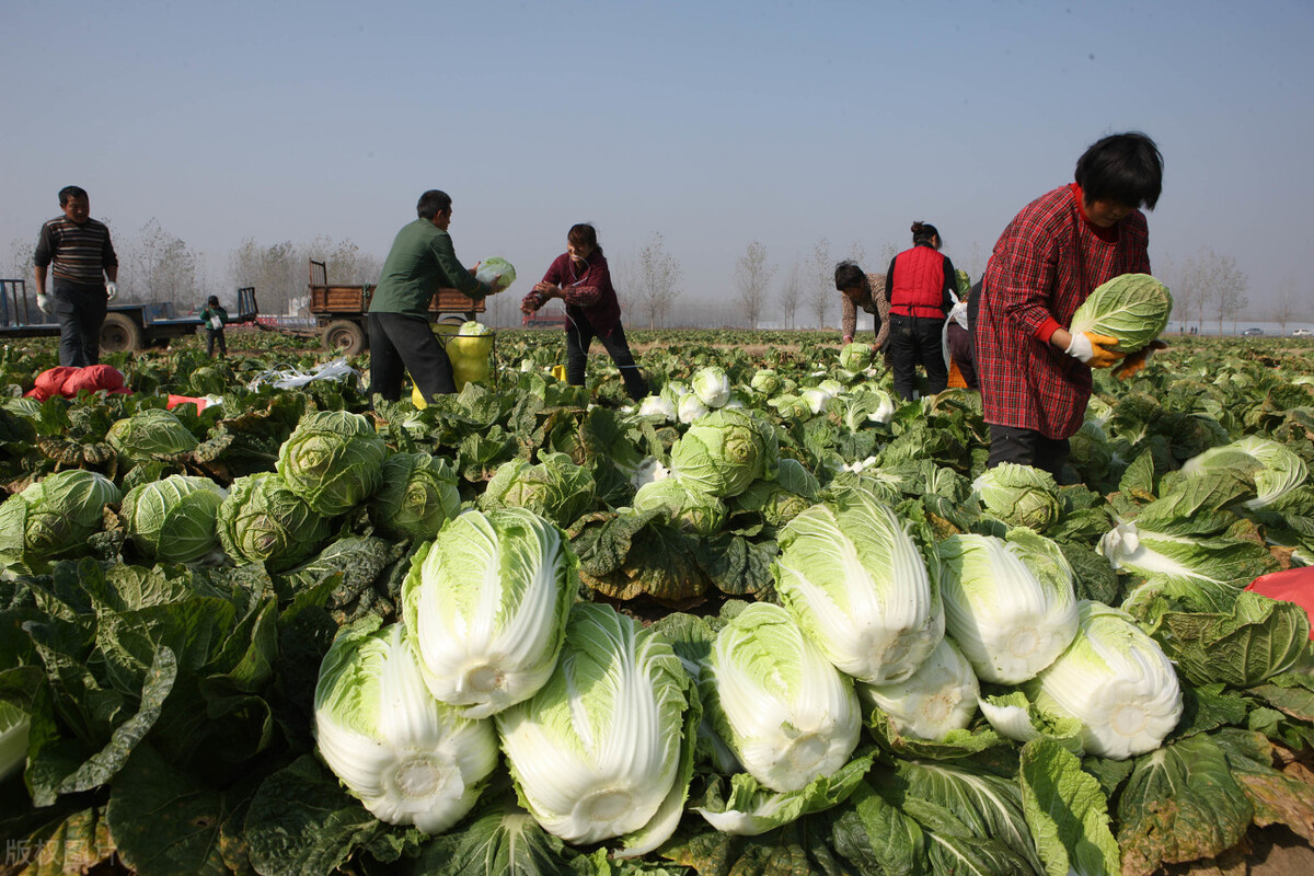 养殖亏本有多严重,农村养殖创业亏了多少