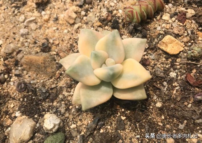 多肉美杏锦能叶插吗,多肉美杏锦叶插会活吗