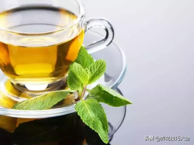 帮助睡眠的花水养,睡眠不理想试试养这4种花