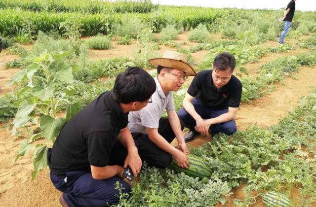 中国科学家将沙子变成土壤,中国科学家发明沙漠