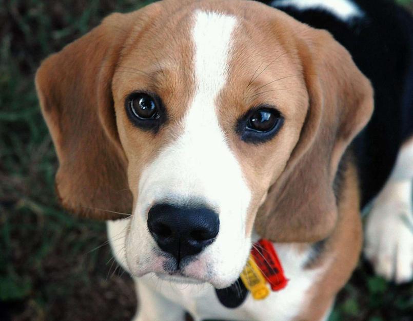 铲屎官除味自救方法,狗狗去口臭最好的方法