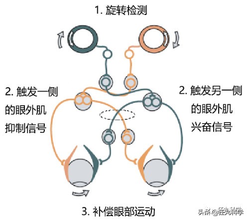 拿鸡当摄像机,拿鸡当摄像头