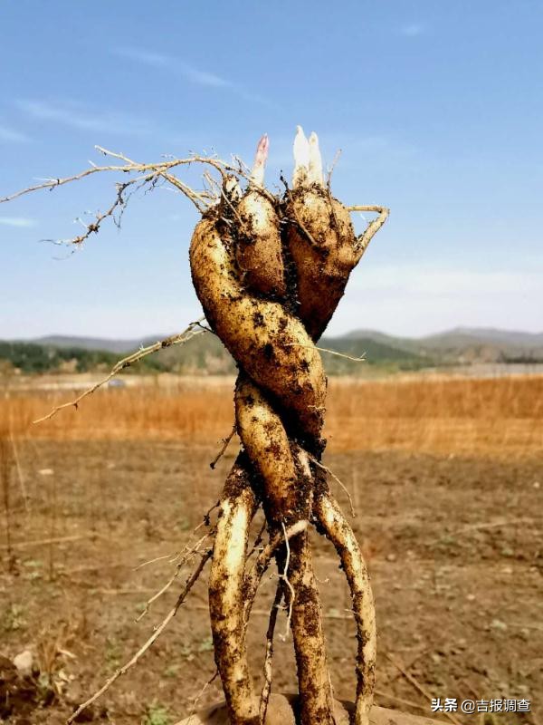 延边朝鲜族特色美食做法,朝鲜族美食手工