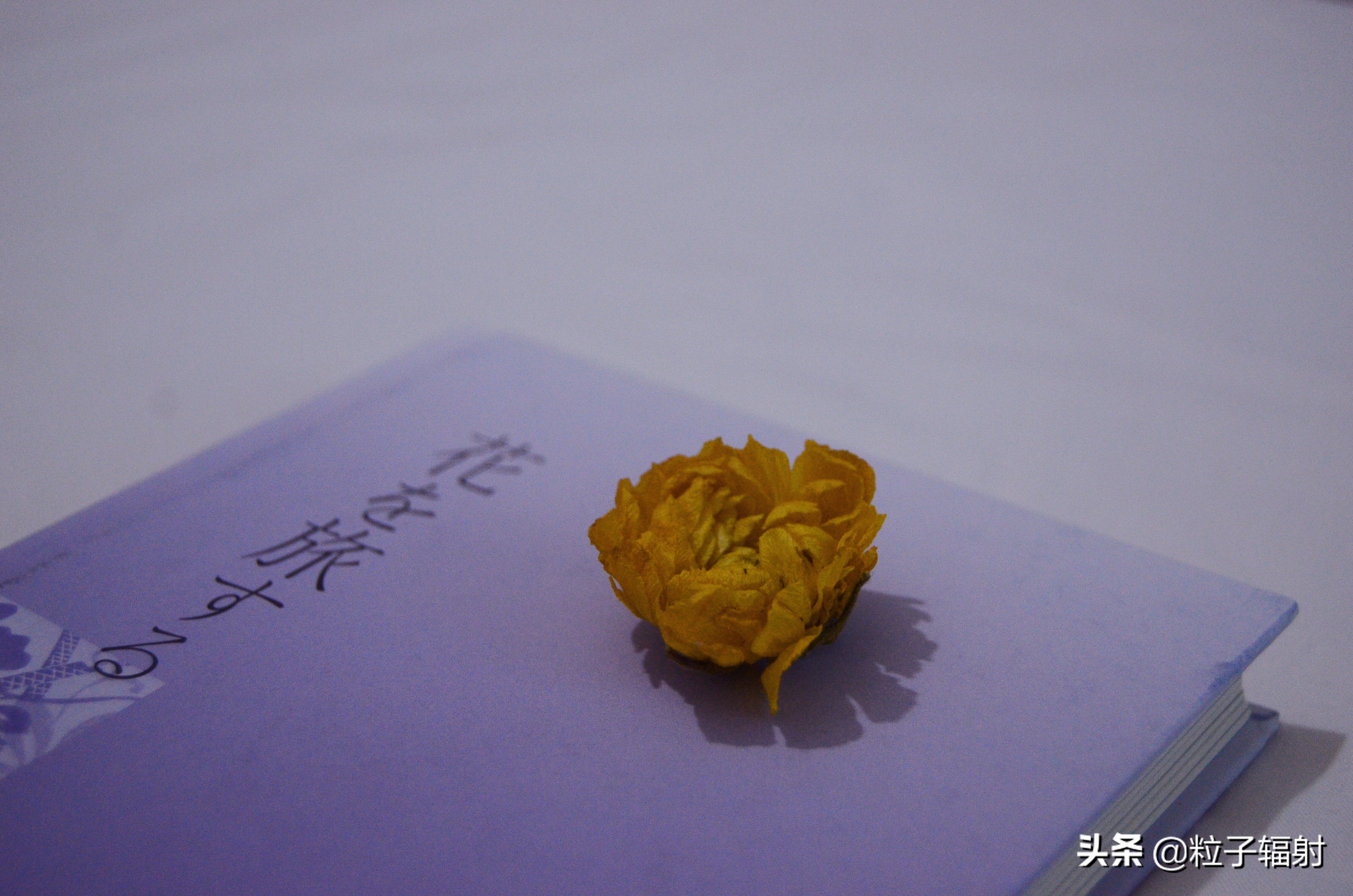 写给春天的告白情书,写一封告白的情书