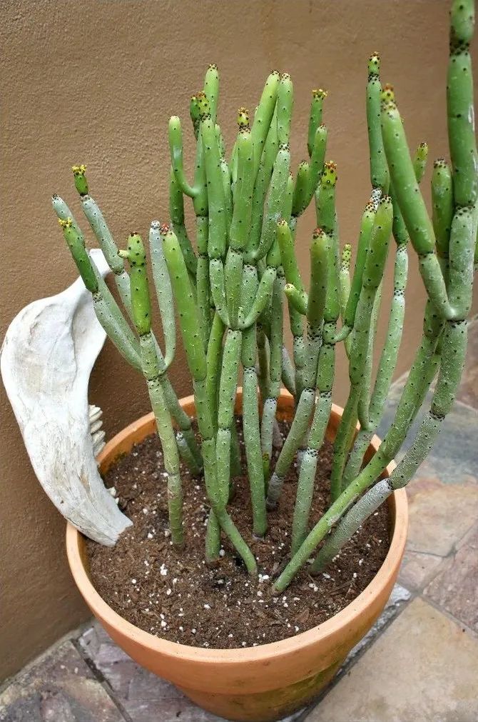 光棍树适合养家里吗,光棍树有毒还怎么养