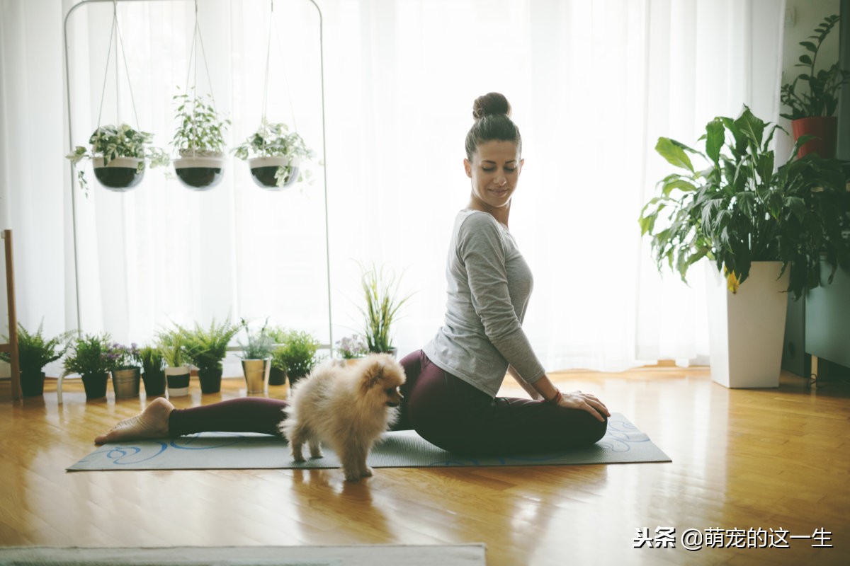 博美怎样才是喜欢你,博美误食老鼠药后应该怎么照顾
