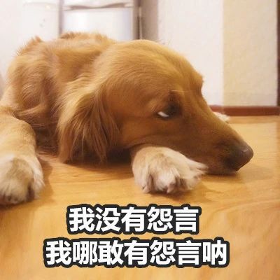 当狗狗吃醋时的表现,狗狗吃醋时会有什么表现