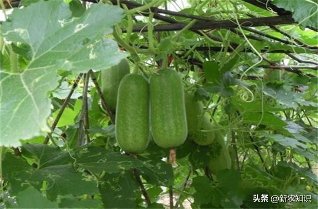 南瓜冬瓜什么时间种植最好,冬瓜的种植技术主蔓何时打顶