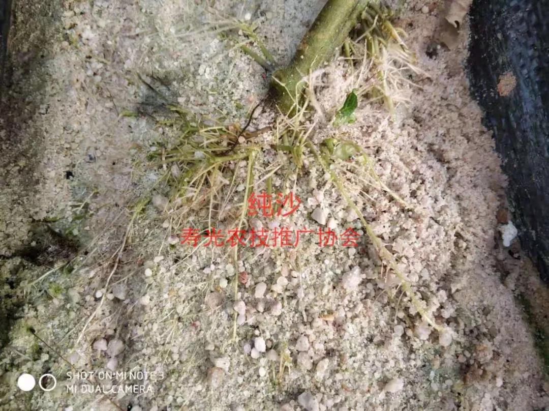 抢名额，19期中国无土栽培和土壤种植技术升级集成培训会