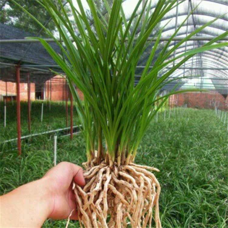 兰花用湿植料上盆还是干植料上盆,栽兰花用干料还是湿料