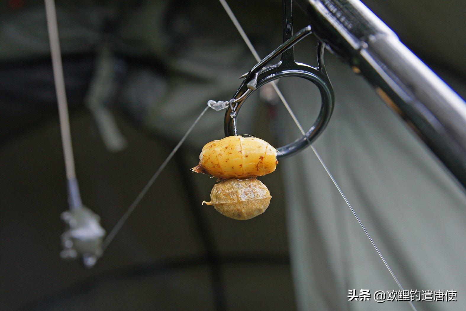 话说欧鲤钓之科学篇,欧鲤钓知识讲解