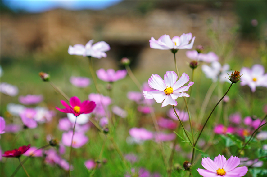 西藏秘境旅游,西藏秘境视频大全