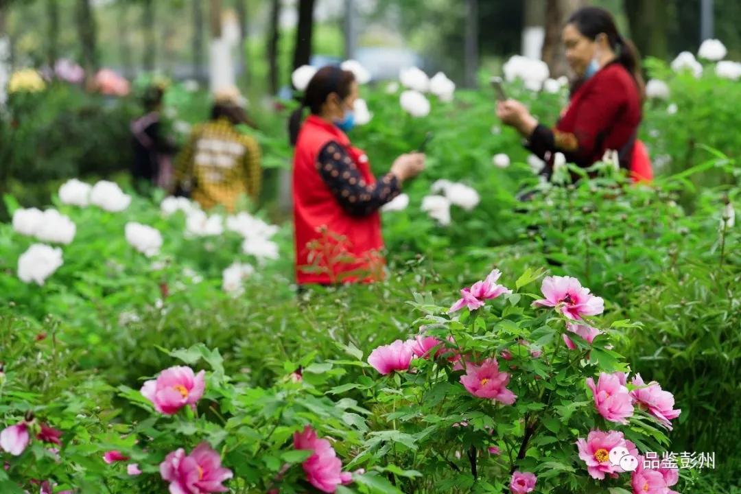 牡丹花开惹人醉鸟语花香,牡丹花开国色天香惹人醉