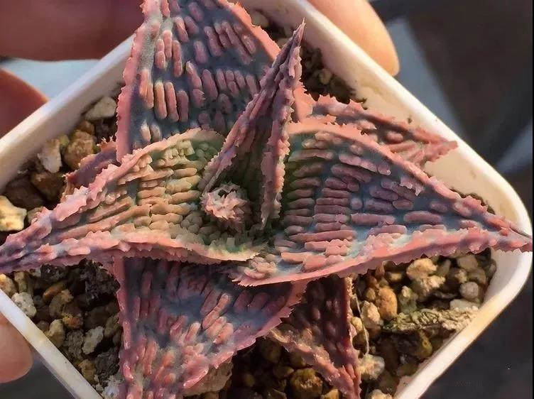 园艺观赏芦荟,园艺芦荟图鉴说明