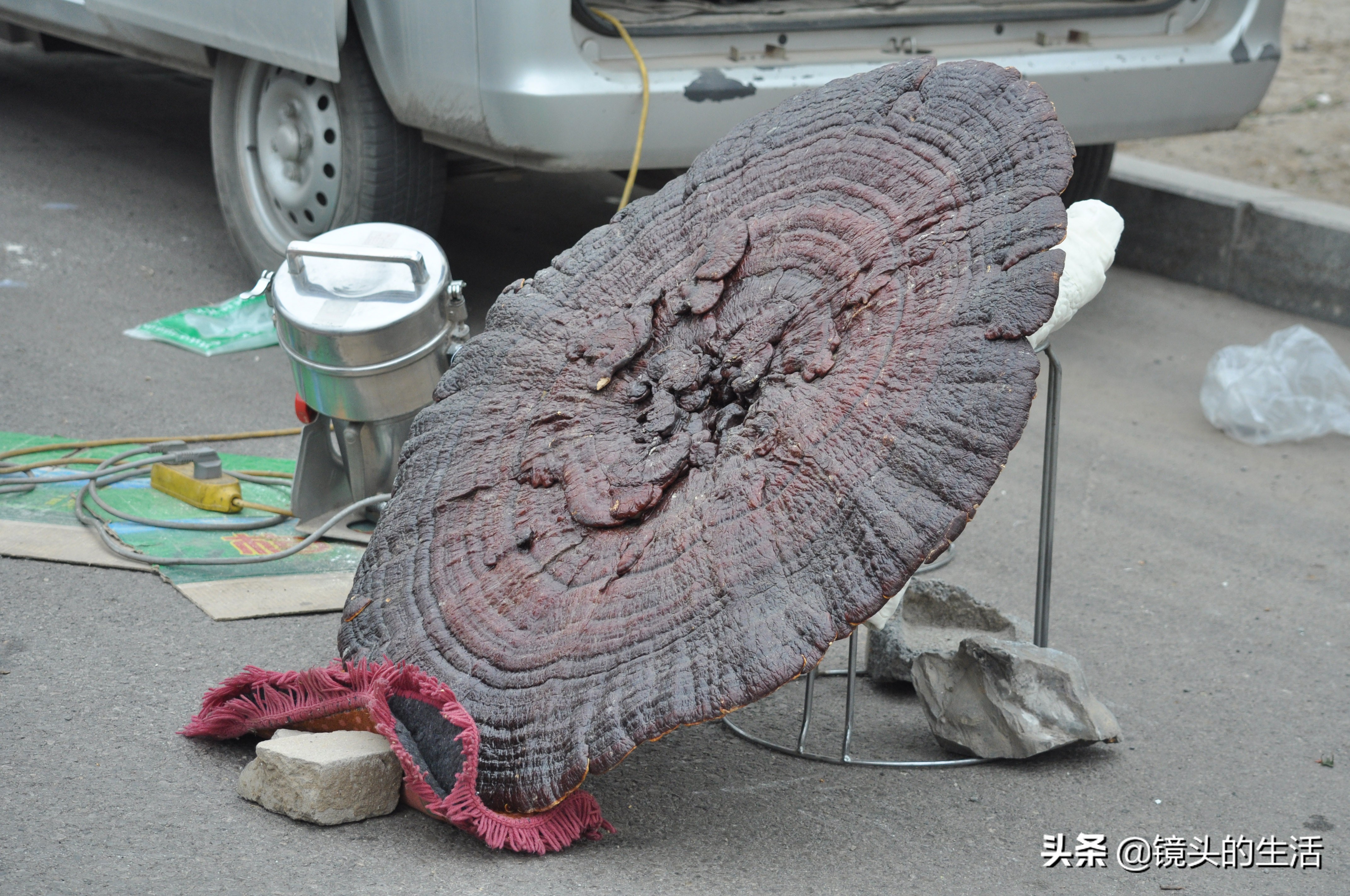 澶у彅鎺忓嚭6鍧楀崠鑽潗鐨勯挶,鍐滄潙灏忎紮鎵惧埌鐝嶈吹鑽潗浠锋牸涓嶈彶