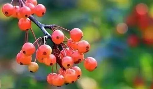 鍘熸潵鏂扮枂鐨勬按鏋滃姝ょ敎,鍘熸潵涓滃寳鐨勫湡鐗逛骇