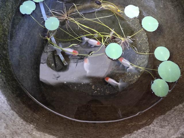 网上买的小金鱼不好活吗,为什么买的小金鱼总是死