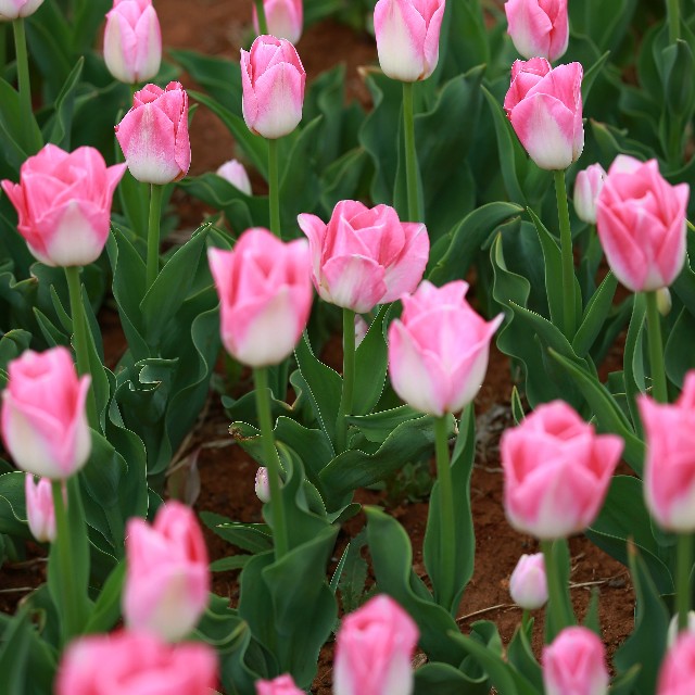 高雅郁金香鲜花图片,郁金香高雅脱俗