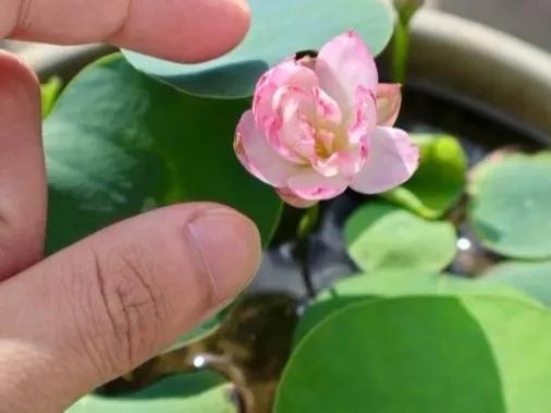 自家栽培微型观赏碗莲,迷你盆栽碗莲带花苞