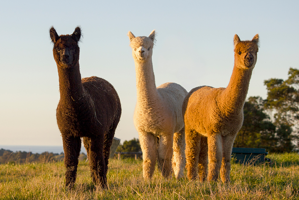 鍛嗚悓棰勮,鍛嗚悓缇婇┘鐢熸皵