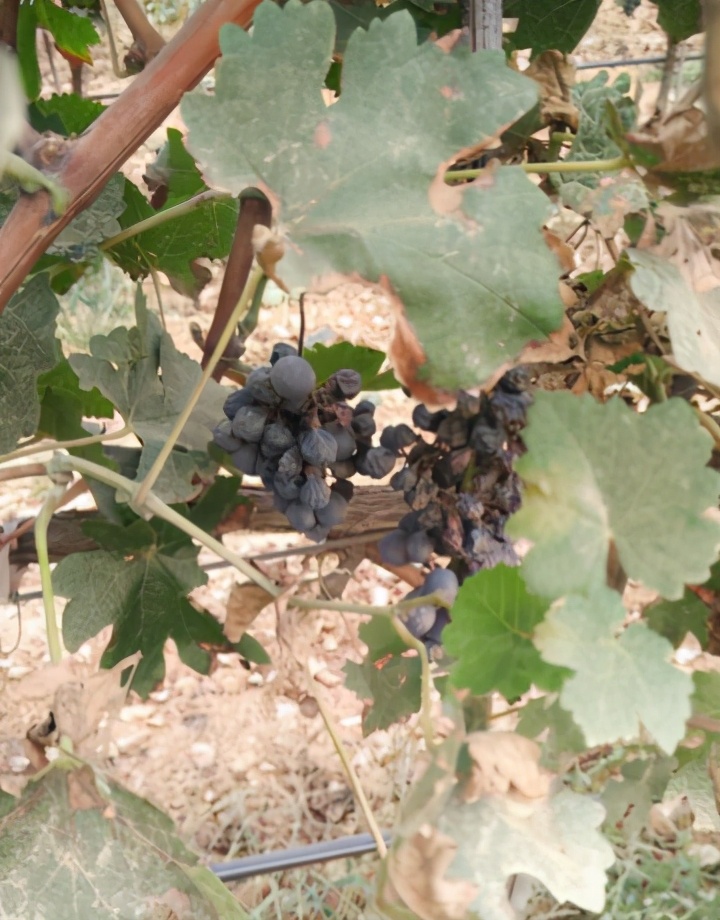 葡萄溃疡病的防治方法,葡萄溃疡病与白腐病有什么区别